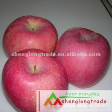 Nueva fruta Chinese Fresh Apple